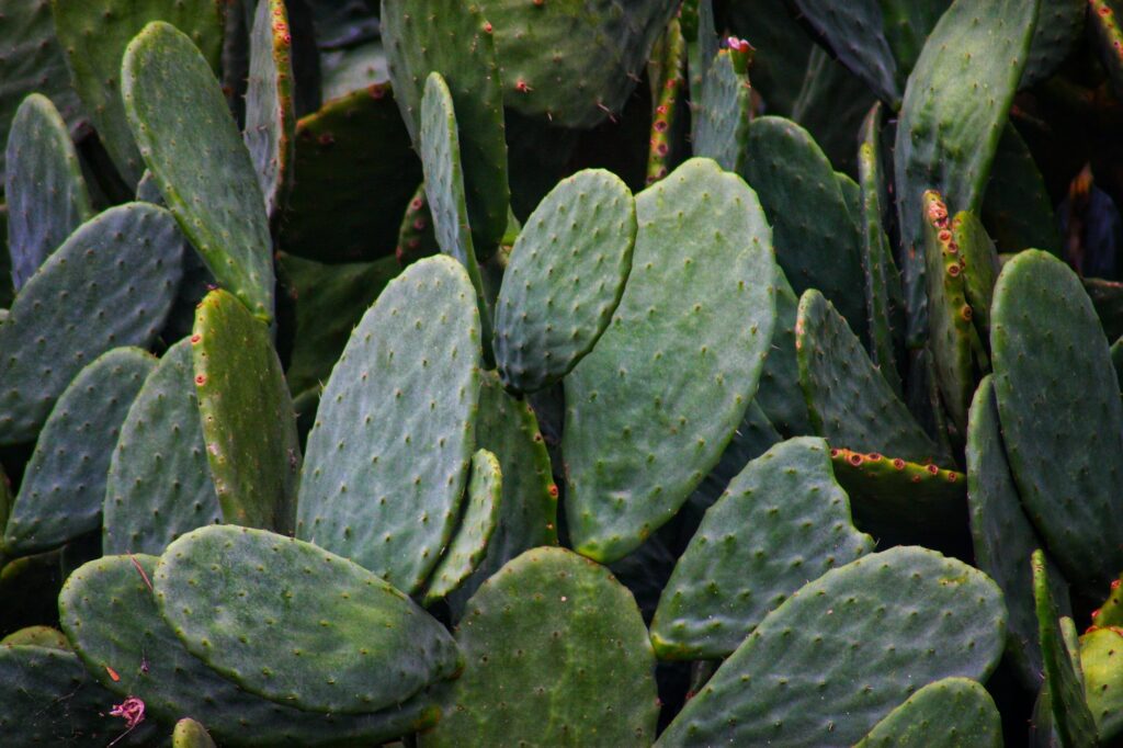 Cactus background